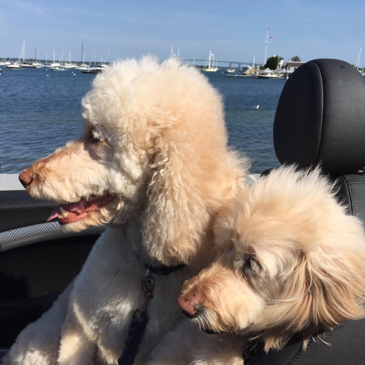 StyleNewport's tweet photo. Monday morning coffee run Gracie and Augi. #poodleandadoodle #poodle #doodle #missingalice #NewportRI #Newport https://t.co/14PCrnZ46q