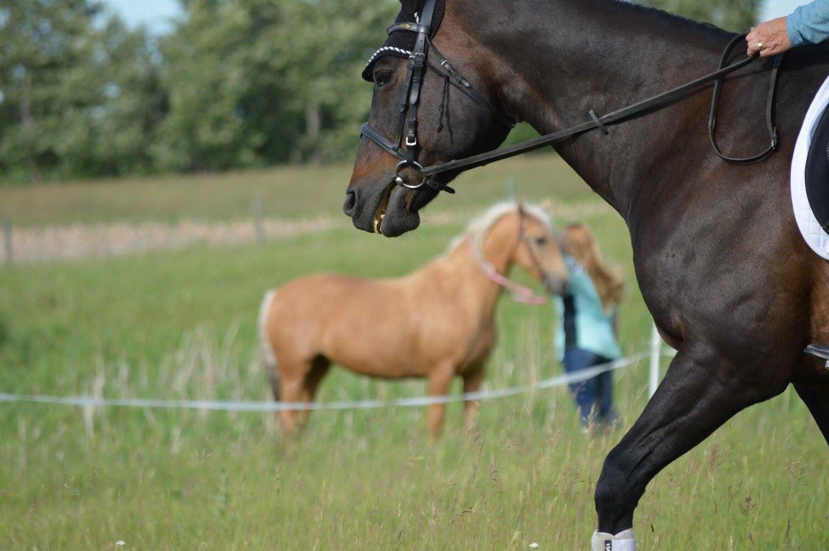 tazpics's tweet photo. I love this one #horses #equestrians #fortheloveofhorses https://t.co/gKsnv78PPB