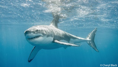 OurOcean's tweet photo. Great white sharks are the largest predatory fish. Share #SaveGreatWhites &amp; @Hammermill will donate $1 to @OurOcean https://t.co/AcGez6ai2c