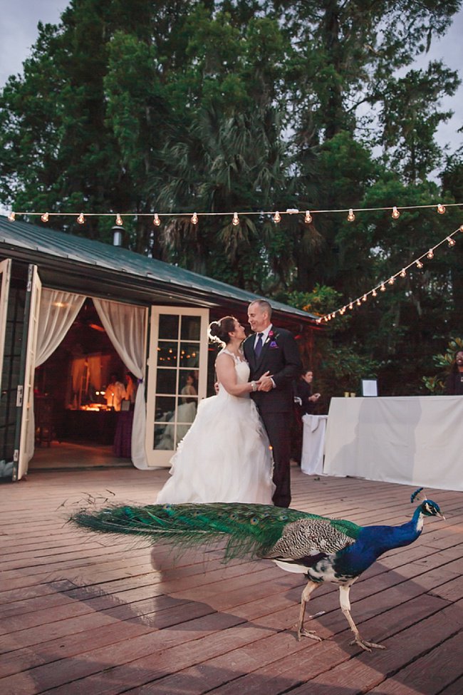 When a peacock decides to join the first dance! bit.ly/28Xkwum #Charlestonweddings