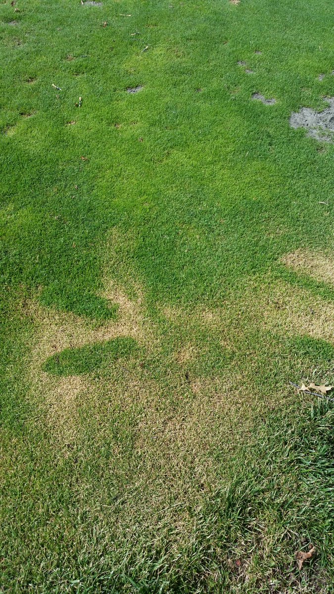 bfrostgolf's tweet photo. Please apply spray on sunscreen on cart paths or parking lots before stepping onto the grass. #cccgrounds #golf https://t.co/WAkt7kCONJ