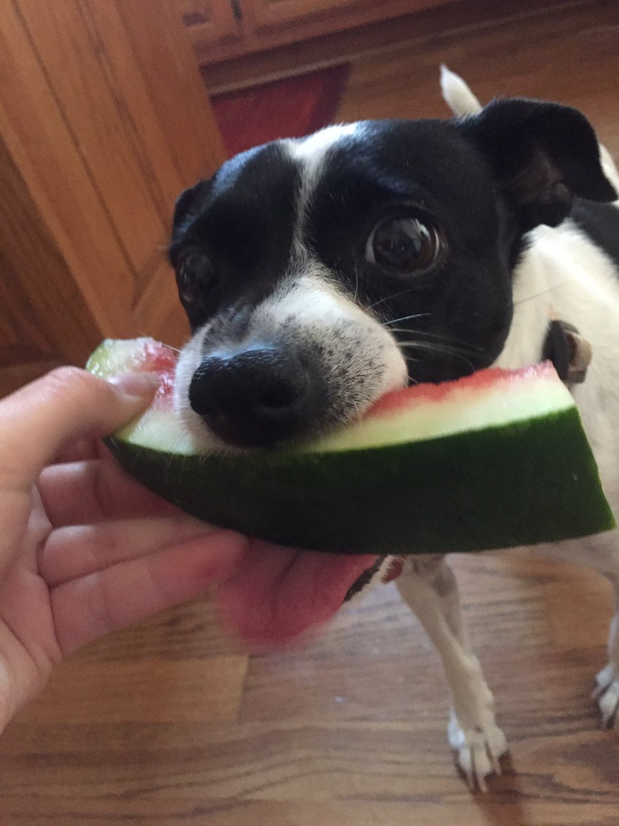 if ur ever sad just look at these pictures of my dog eating watermelon