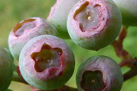 TaboraFarms's tweet photo. Pick your Own fruit is back at Tabora! Come join us for the fun! #TaboraFarms #pickyourown https://t.co/kOoPOvRUWx