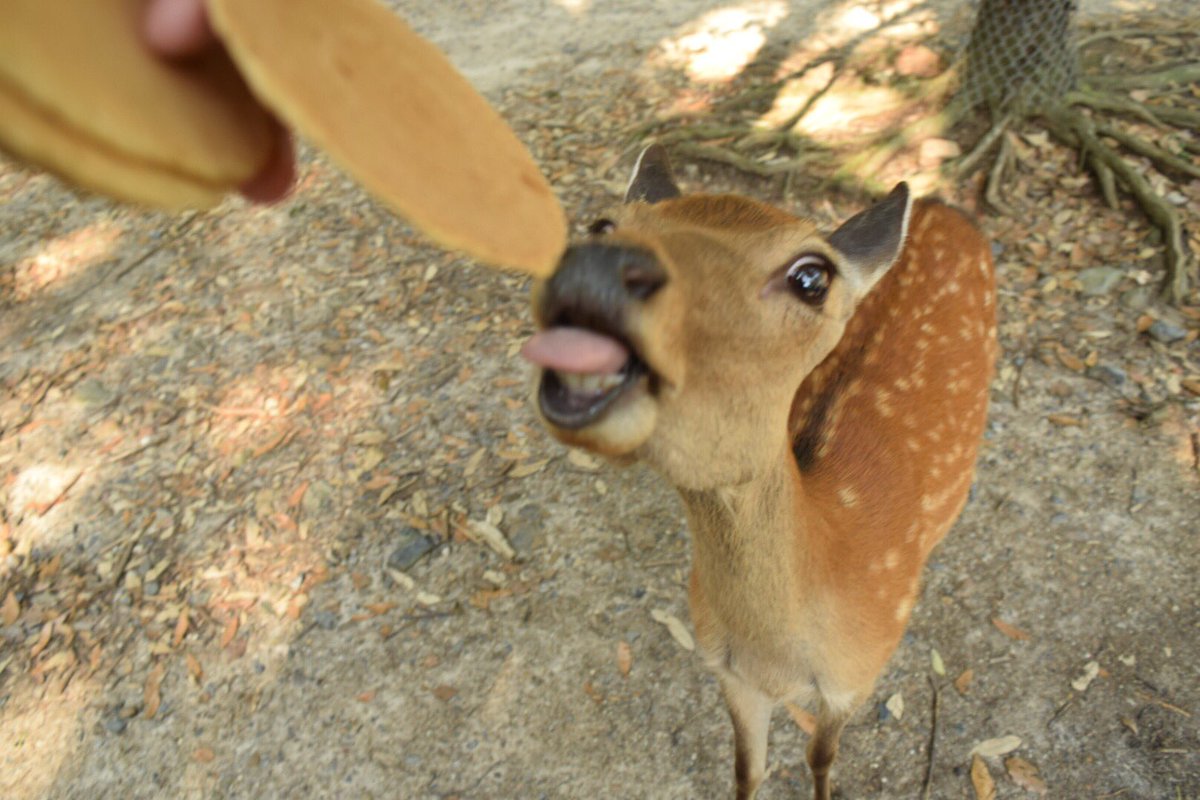트위터의 おとうさん 님 鹿さんの変顔集 見てるだけで元気になる 写真好きな人と繋がりたい 写真で伝えたい私の世界 奈良公園 鹿