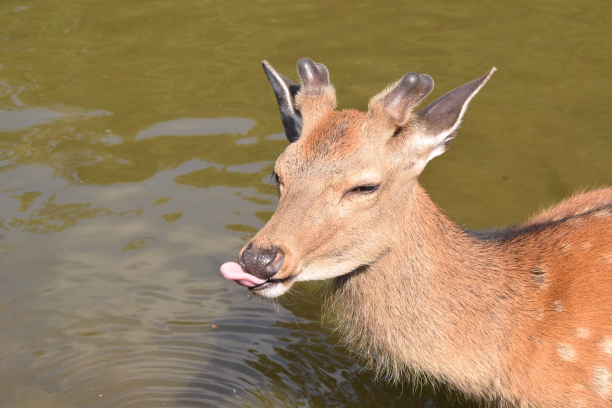 鹿さんの変顔集 見てるだけで元気になる🙆 #写真好きな人と繋がりたい