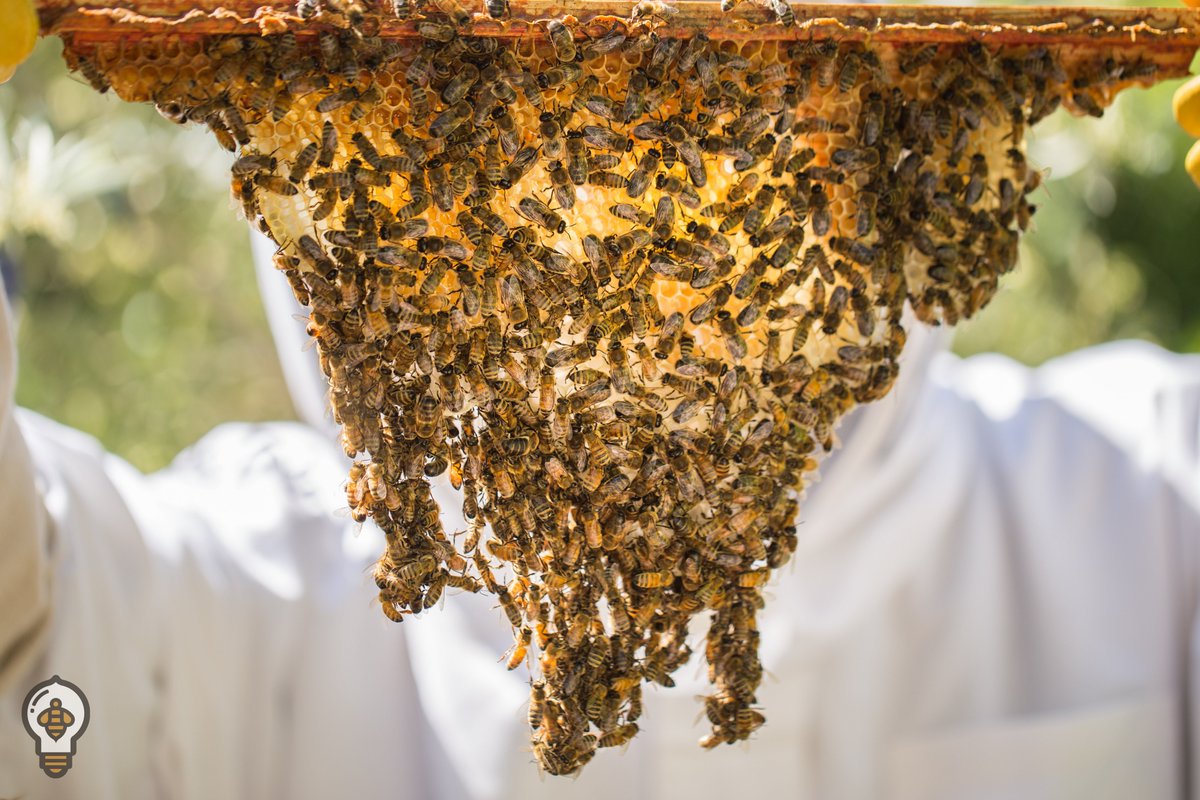 BeeThinking's tweet image. Honeybees' work ethic is truly amazing... Just in case you needed a little extra #MotivationMonday! #beemagic