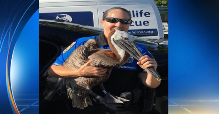 . @MiamiBeachPD rescue #pelican that struck power line. bit.ly/28VQE0F https://t.co/VTlTn2AgrQ