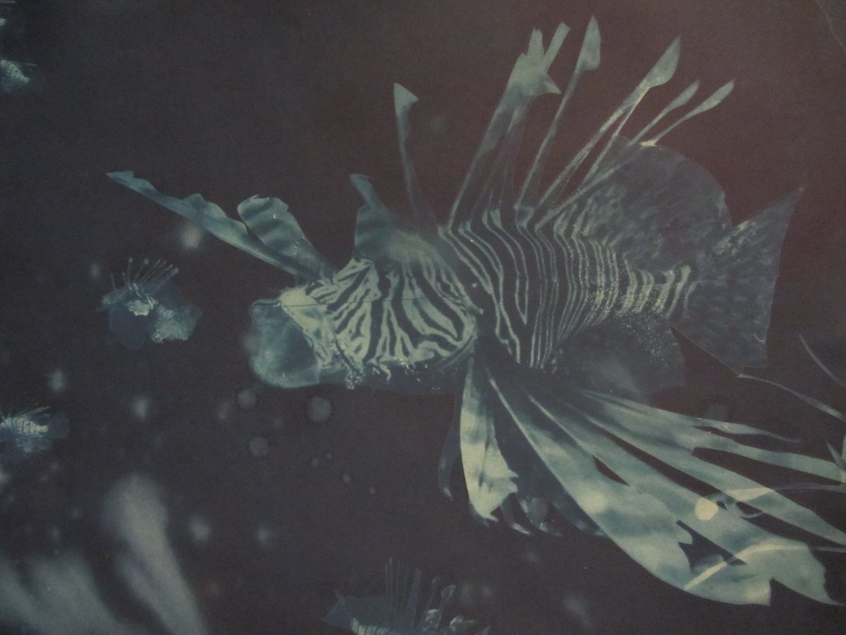 debbie_locke's tweet photo. Enjoyed PV of #JamaicanPulse @RWABristol Loved installation of cyanotypes of LionFish by Andrea Chung - great show https://t.co/yNrJkLyACh
