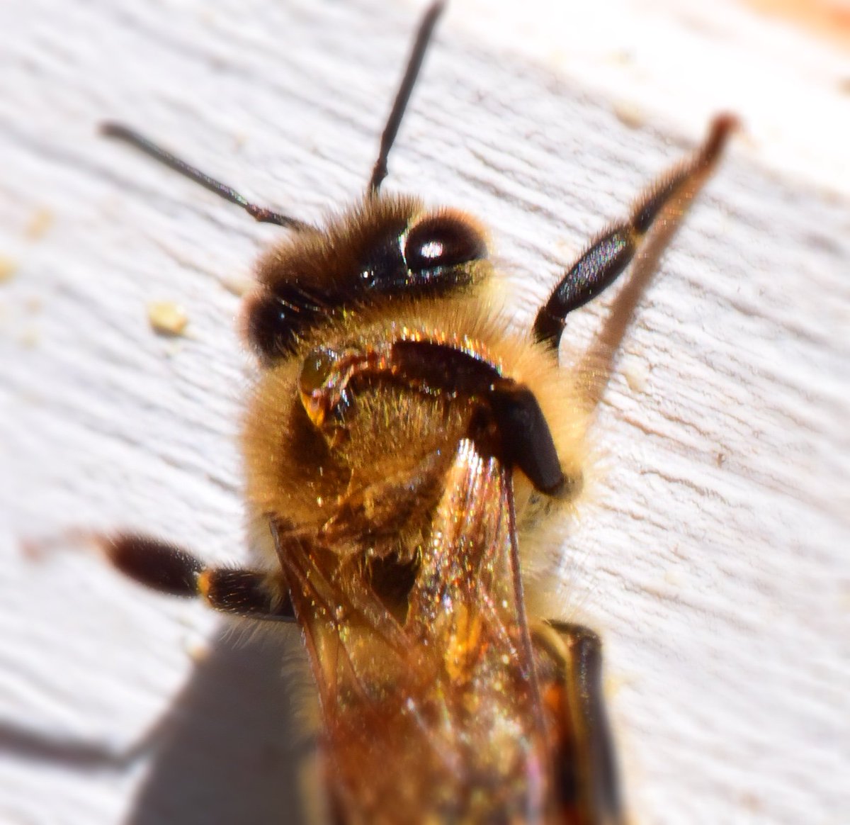 BeeProgressive's tweet photo. Check out how this little honey bee gets a pesky drop of honey off its back.
This girl does Yoga!
#BeeProgressive https://t.co/rRGqIHB8BT