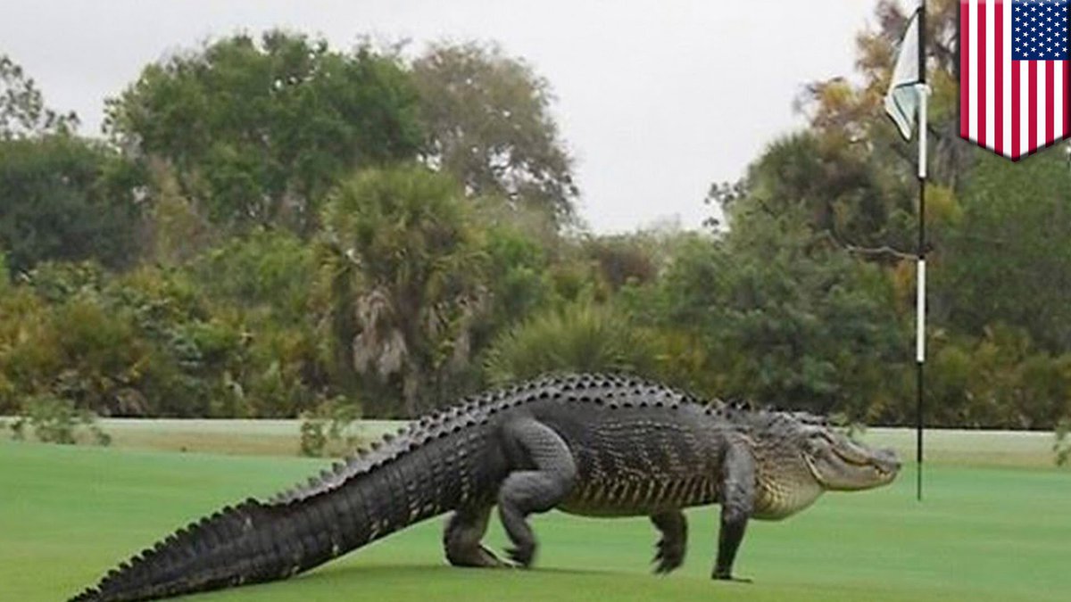 themiamivoice's tweet photo. Has #CNN discussed the possibility that the #DisneyGatorAttack was the work of radical muslim alligators https://t.co/66i5Gu9pvO