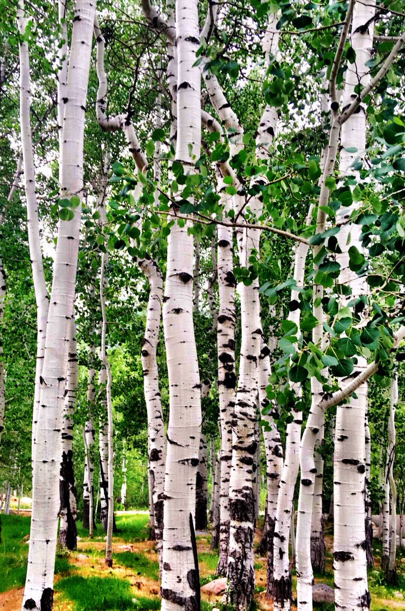 312snowbunny's tweet image. How are you such a beautiful shade of white, #AspenTree?#SummerInTheMountains #SeventhDayOfSerenity #Aspen #Snowmass