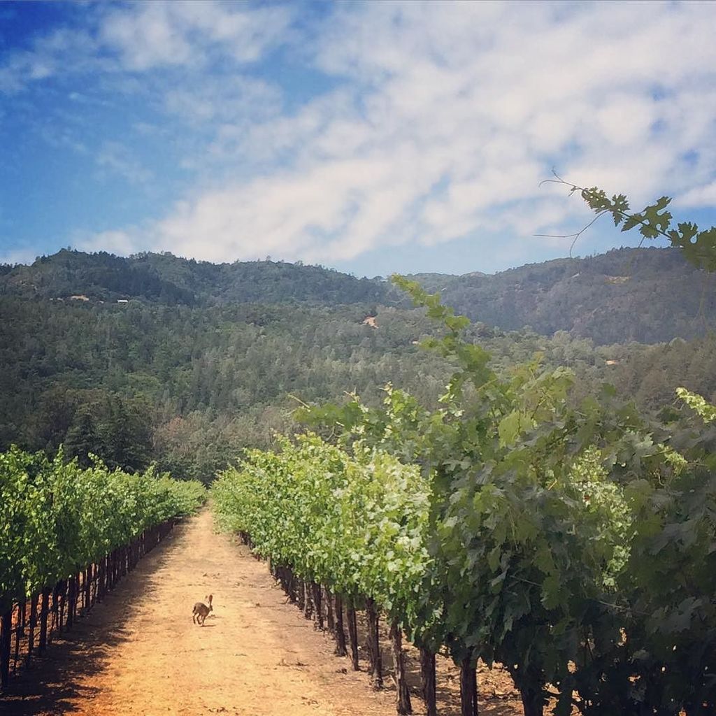 afwineworks's tweet photo. #jackrabbit #wildlife at the foot of the #mayacamas...
.
.
.
#napa
#napavalley
#wine
#afwi⦠https://t.co/Xi5kMjnI6z https://t.co/72BpmQr259