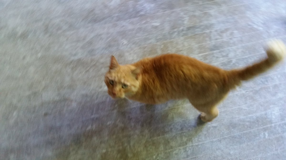 YankeePlasterer's tweet photo. This nice friendly  kitty is at the job today.. #plastering #finishplaster #homeimprovement #construction #meow https://t.co/RaFhIBmyw0