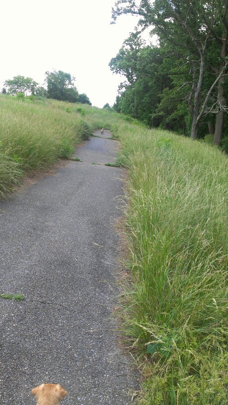 TAZZYdevil13's tweet image. #Foxes everywhere, I was feeding them but babies got big &amp;amp; Mama tried to attack Bella &amp;amp; me...WE RAN !! #BiteTheHand