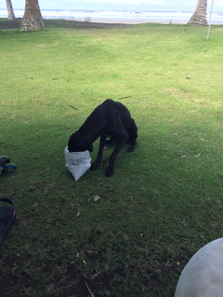 thomas_gloria's tweet photo. We bought her dog food. https://t.co/eEmR5uL34Q