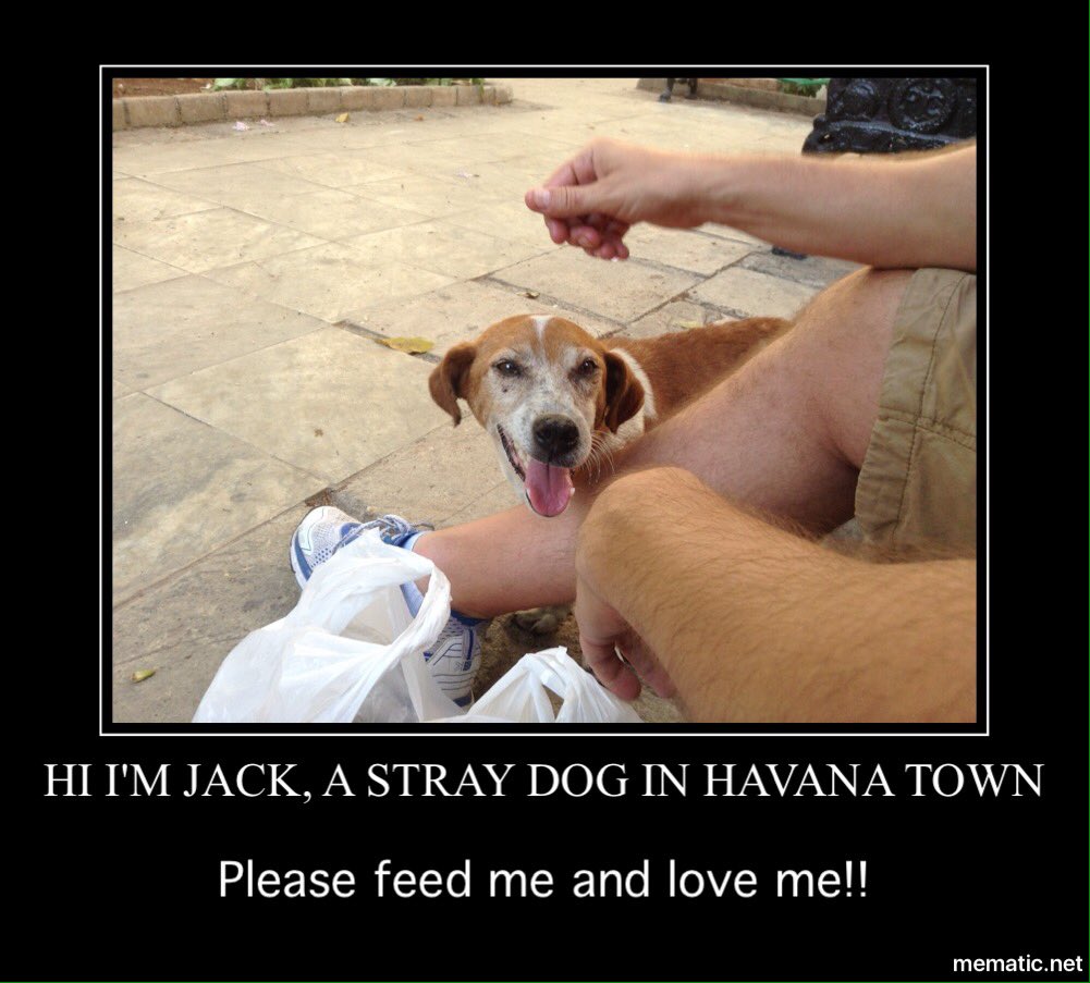 Cubastraydogs's tweet photo. **HAVE YOU SEE JACK!!** Poor stray dog without a home. Please help him, show him kindness. #Havana #Cuba #Aniplant https://t.co/6knUHnsvRC