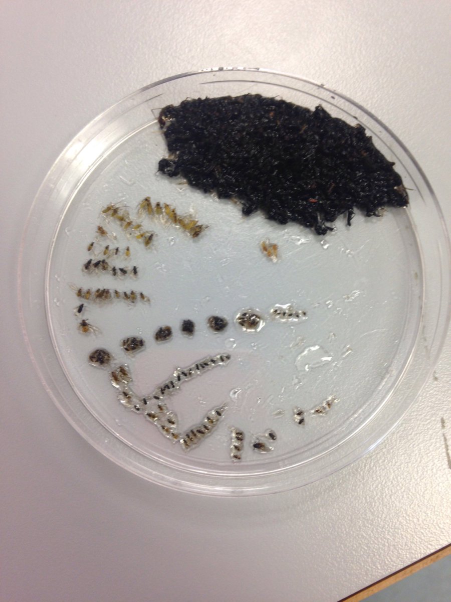 Natural_Talent's tweet photo. @TCVNatNetworks and speaking of #Aphidfaces my Aphid ID skills are getting better! Each row is a different species! https://t.co/tQBnxrYiui