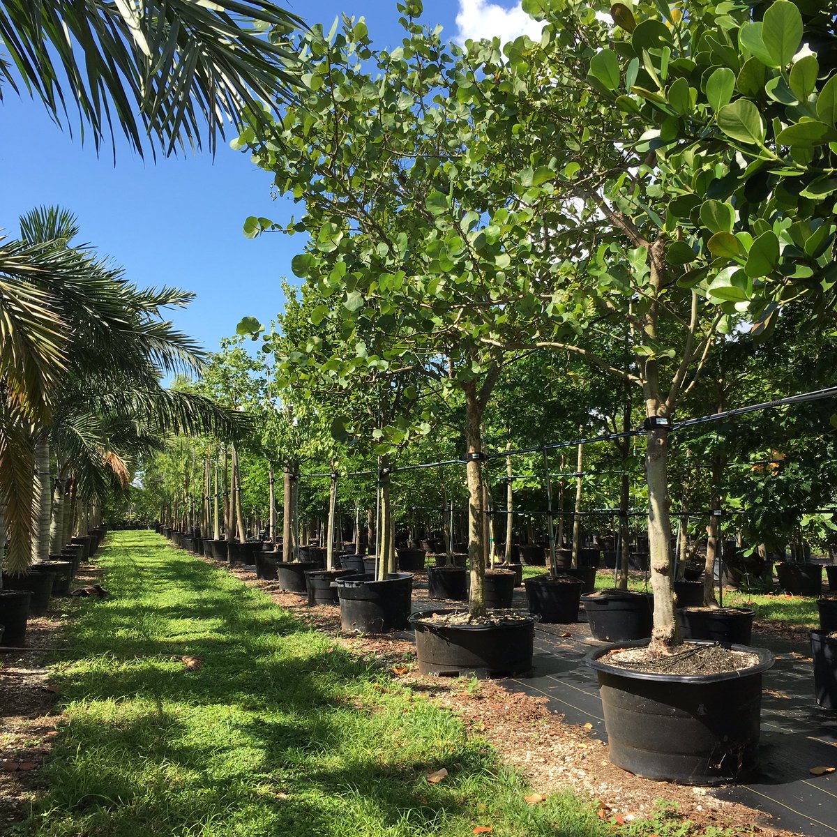 CadenceLiving's tweet photo. This is our kind of shopping! #treeworld #specimentrees #homestead #southflorida #landarch #treeshopping https://t.co/dIDnidBHTb