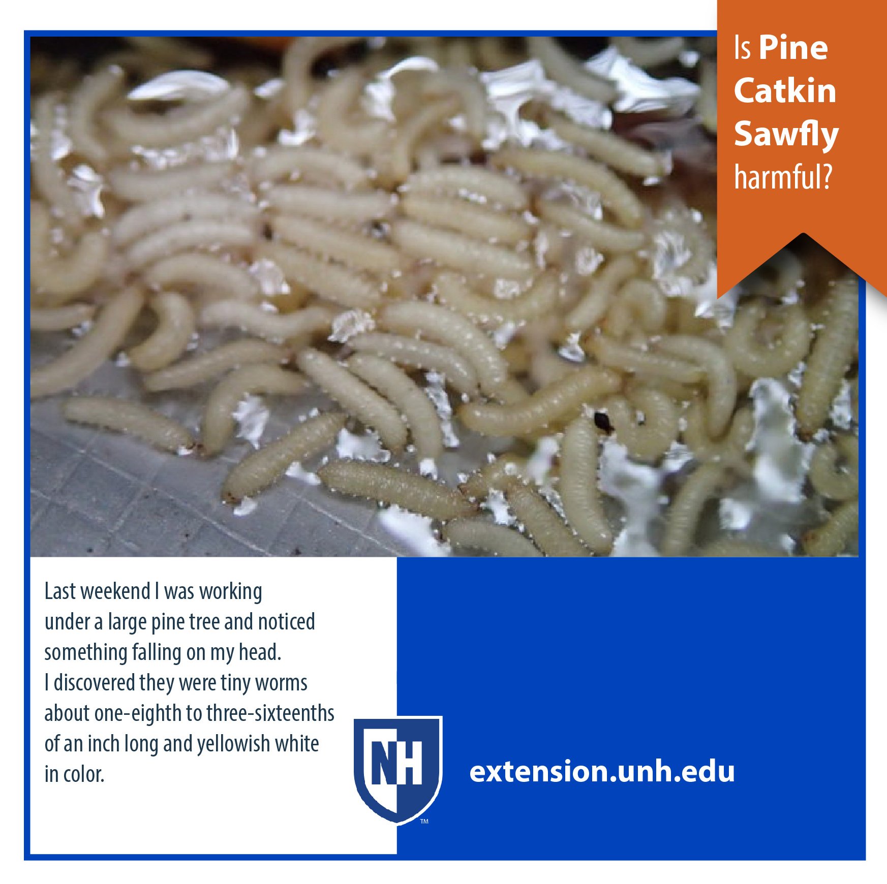 Ask Unh Extension On Twitter Cream Colored Maggots Falling From Our Pine Trees What Are They Unhext Https T Co Wt3yeoaot8 Https T Co Lhxeftwyny Twitter