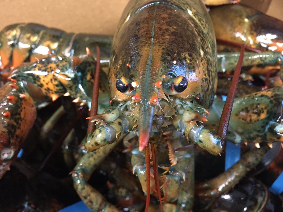 Maine Lobster Outlet (MElobsteroutlet) Twitter