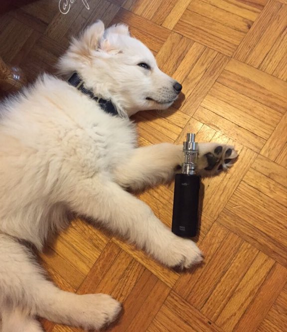 Can Vape Juice Kill Dogs
