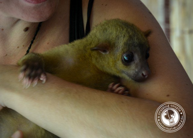 EveryDigitCR's tweet photo. 3 Ways To Have Memorable Wildlife Experiences Without Harming The Animals- https://t.co/50my2EuBMY #wildlife #travel https://t.co/PhhCBE2GmO