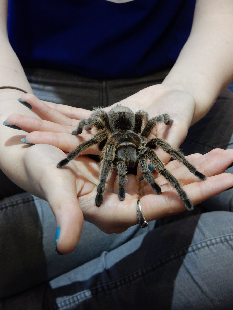 Mandanessss's tweet photo. Just thought I should tweet about it! I held a spider on Monday for @MindCharity #Ewww
https://t.co/U3gxsUpGbr https://t.co/ujbBfvantp
