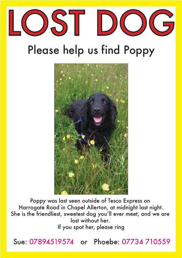 HeadingleyUp's tweet photo. My friend's dog was stolen last night, pls look out 💔 .@baarameweknits @Stitch_Up @chirpystore #ChapelAllerton https://t.co/n08PRoszcn