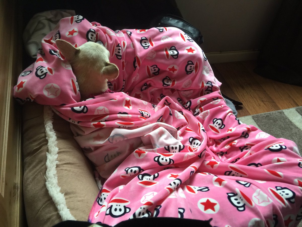 kipperchichi's tweet photo. I'm v happy with my new blanket #lovemicrofleece #soooosoft https://t.co/OoyAQ1g5PD