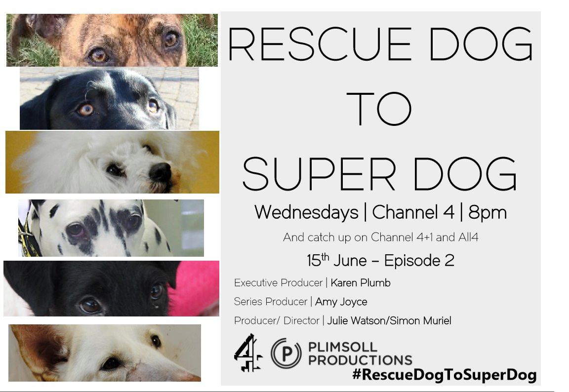 blue2p0's tweet photo. VO for tonight's ep of Rescue Dog to Super Dog recorded at #blue2p0 for @PlimsollProds - 8pm @Channel4! https://t.co/vqGtDSCRAL