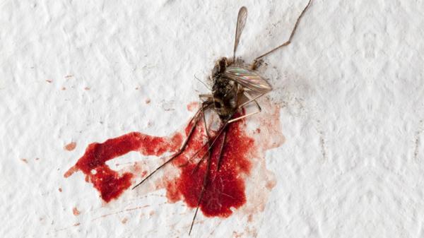 infobae's tweet image. Debate científico: ¿y si matáramos a todos los mosquitos? infob.ae/1S5e7vb