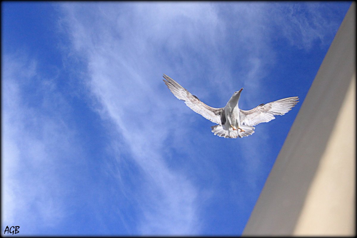 Un rato que me asomo a la ventana y veo esta laboriosa peripecia aérea...