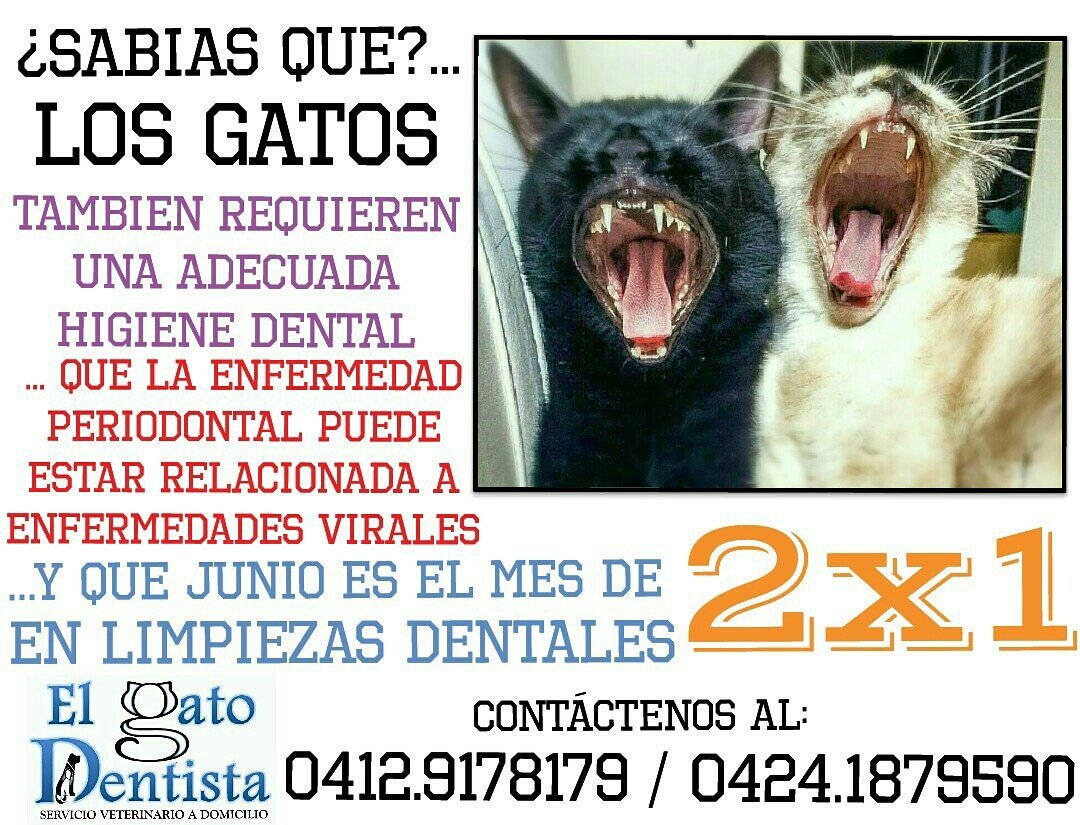 Elgato_Dentista's tweet photo. #felizmiércoles hoy #15Jun tenemos para tu mascota, promoción 2x1 en limpieza dental. Contáctenos al 04129178179😺 https://t.co/MK8p3QIXwe