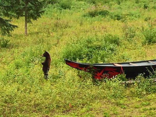 RVNorthernBC's tweet photo. Anyone want to caption this.. #WildlifeWednesday #KispioxValley #travelnorthernbc #explorebc Photo by Matthew Lewis https://t.co/5DFy6v3qHw