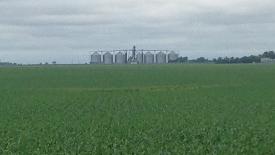 A nice field of 95-33R3P planted 5-6-16. It took the wind well, that's the damaged elevator bin! @goldcountryseed