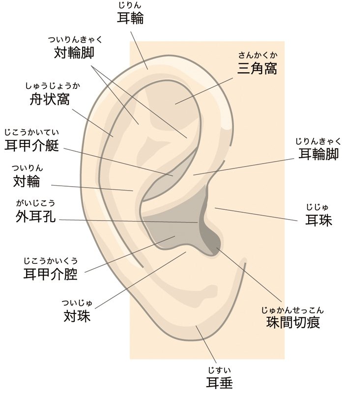ロッキー須山 イヤモニメーカーで補聴器屋で歯科技工所社長 V Twitter イヤモニ豆知識 耳各部位の名称
