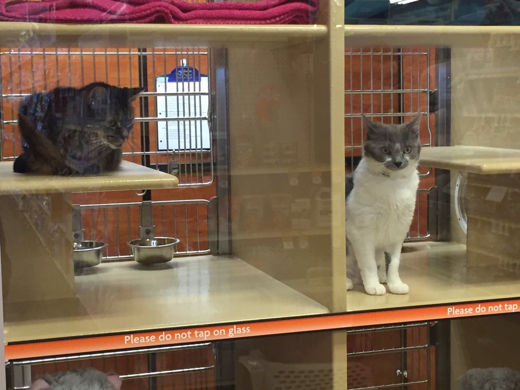 PetSmart Raynham (raynham2480) Twitter