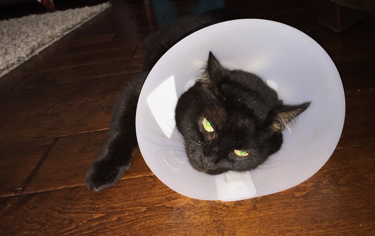 alyssaanderson8's tweet photo. life of a cone head https://t.co/feN6xCBaXZ