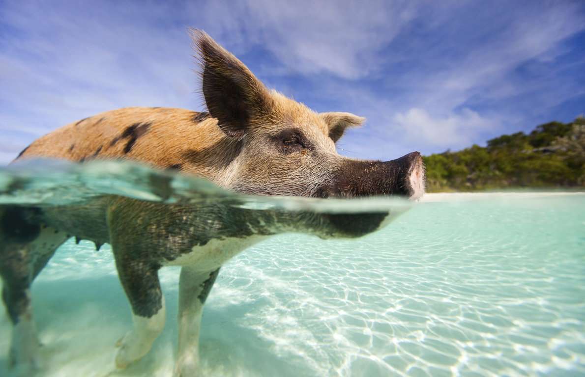 Someday's it gets so HOTT you just gotta take a lil swim to cool down.  Pass me that sunscreen!