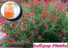 LollipopPlants's tweet photo. Do you love the smell of orange soda?! https://t.co/lE90WoXHLS https://t.co/IKtoBXv83t