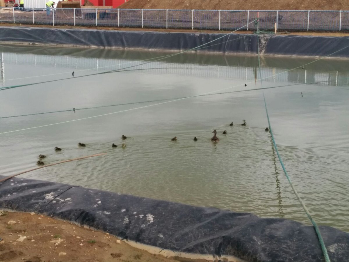 QueensgateTeam's tweet photo. @icgreenteam1 Looks like you guys have some new residents on the lake #ducks https://t.co/IY2RgnKkuM