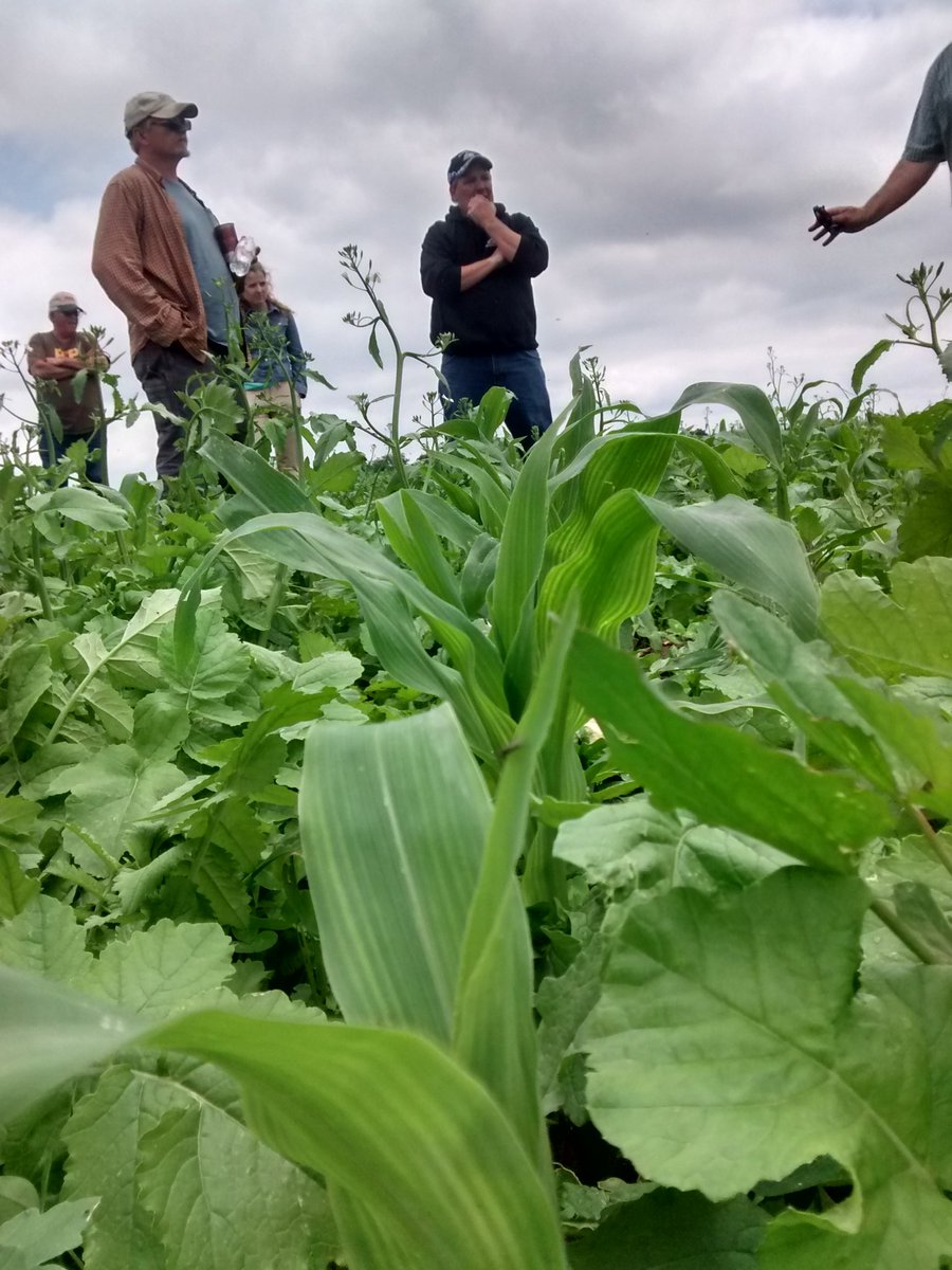 NoordCoast's tweet image. @NRCS_WI #demofarms taking risks changing practices to improve #waterquality. Cover crops interspersed with corn
