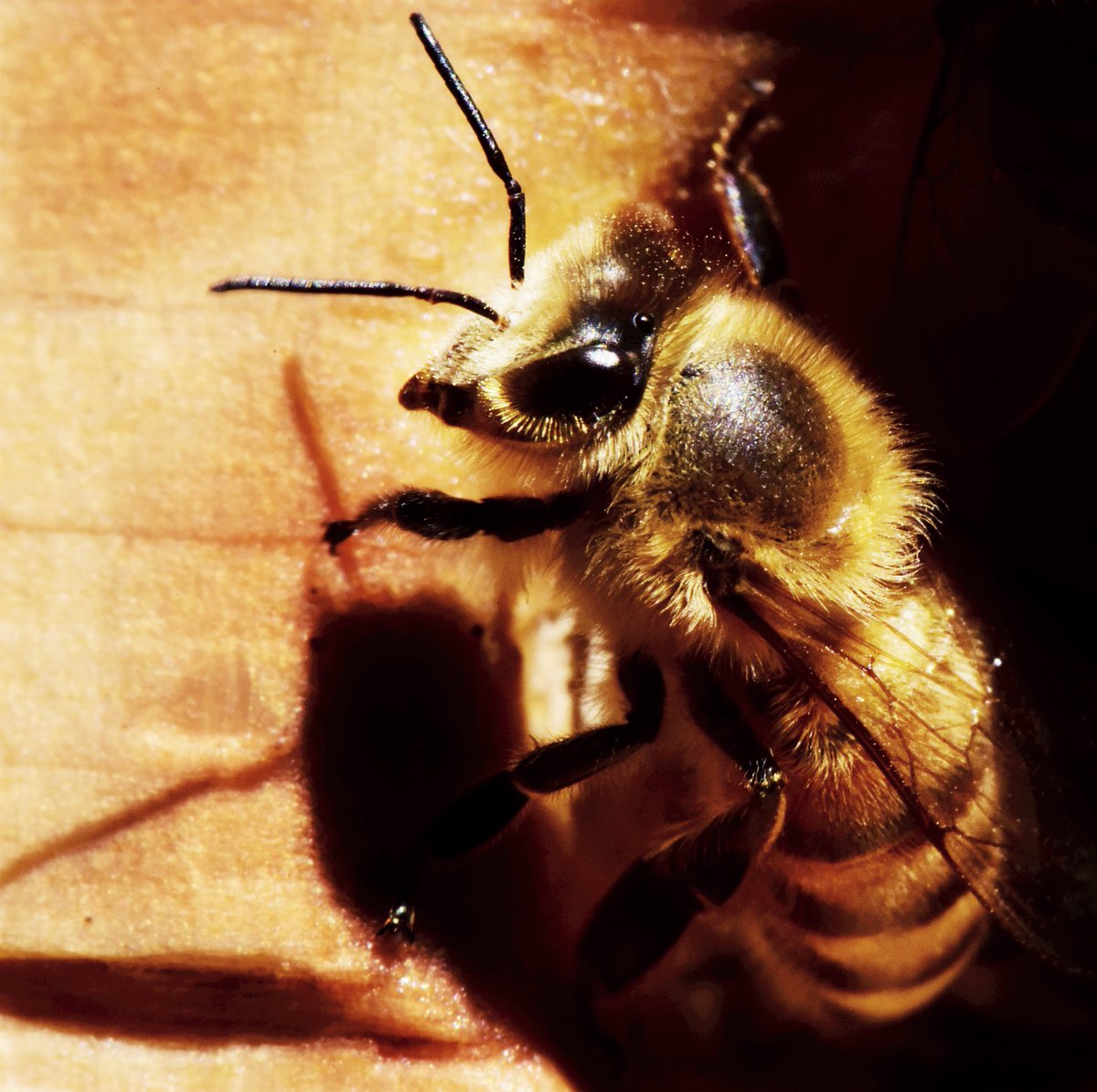BeeProgressive's tweet photo. Shadow Dancing
#BeeProgressive #ShadowDancing https://t.co/fcee6H0U9Q
