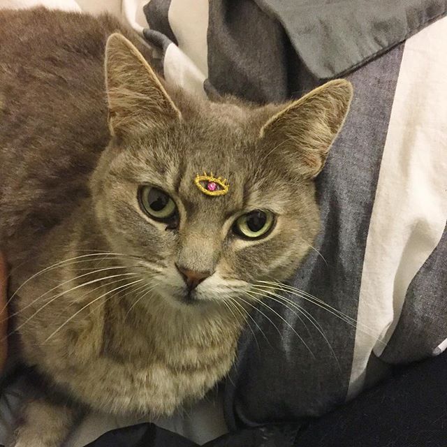 GoldSoulla's tweet photo. You have two eyes. Two to look and one to see 
#thirdeye #catlove #facegem

https://t.co/t3ReogMFV0 https://t.co/2kCaUvIlK2