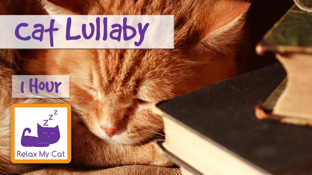 EmpireOfRelax's tweet photo. https://t.co/3J1LFPs9KX --> 1 Hour Cat Lullaby, Soothing Sleep Music for Cats #CalmingMusicForCats #CatMusic https://t.co/XAbXACUlDJ