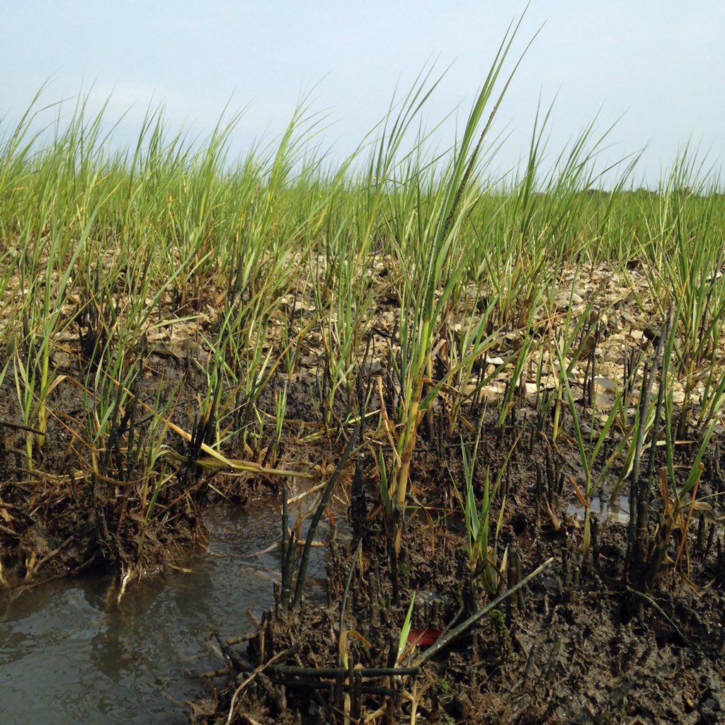 UNCims's tweet photo. How old is your salt marsh? @AntonioBRodrig explains the science behind the number. Watch for more on #NCScienceNow https://t.co/VKH4URKm2w