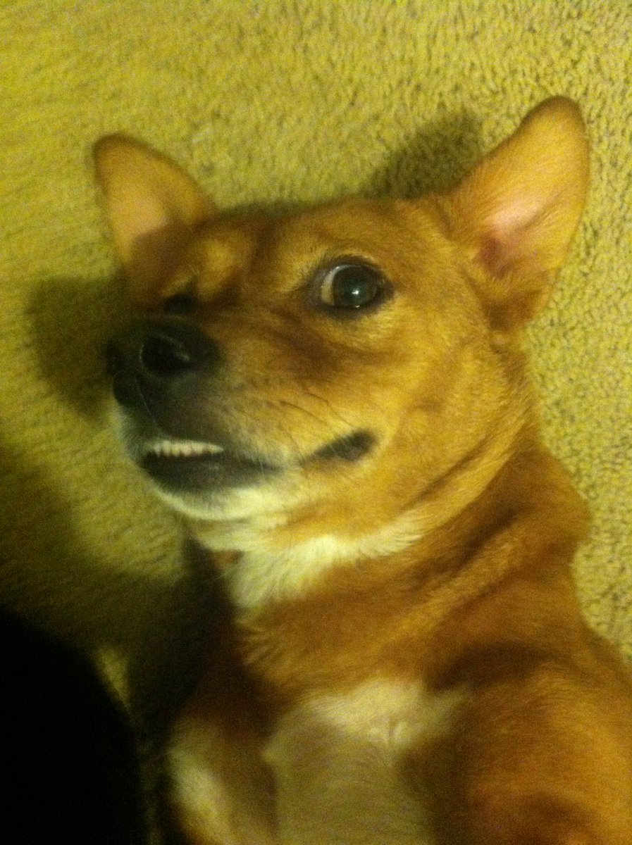 Yeah!! #selfie #TheSecretLifeOfPets #Houston