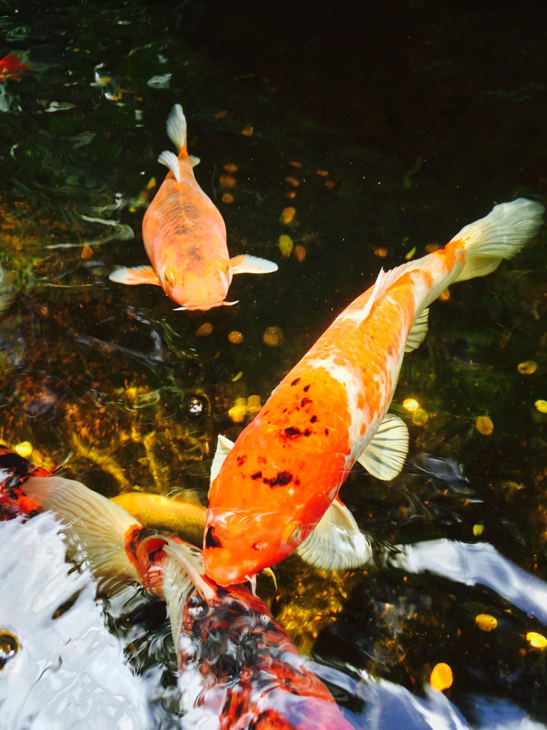 Susan MacDermid tweet media