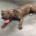 southernpride50's tweet photo. TO DIE 6/16/16. #NYC. NH. 

HENNY-A1076066-F br brindle pit bull 10 YRS 75.2 LBS. 

https://t.co/CEKL84Jgzb https://t.co/tKYOmaer1D