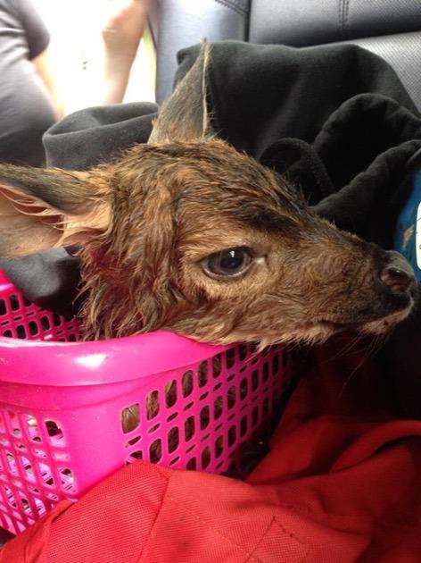 SmithersNews's tweet photo. Fawn rescued after c-section on dying doe near Smithers. https://t.co/QefxXX7Sjz https://t.co/F68lv73OUC